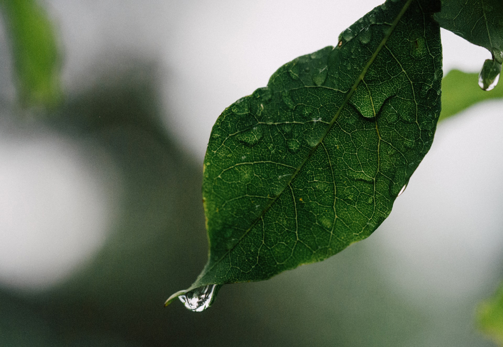 結婚式で雨がふったら 実は特別な結婚式の雨と 雨の日だけの素敵な演出 ザ グランドティアラsenju